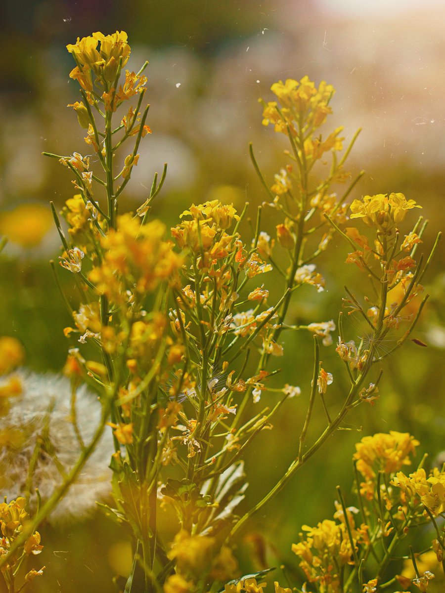 largadooow's tweet photo. The Earth laughs in flowers. ” — Ralph Waldo Emerson https://t.co/vCC0UXbQ9U