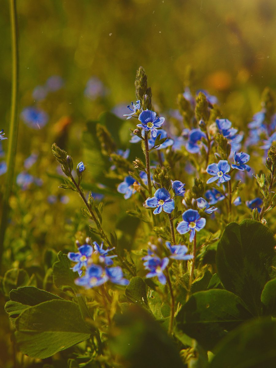 largadooow's tweet photo. The Earth laughs in flowers. ” — Ralph Waldo Emerson https://t.co/vCC0UXbQ9U