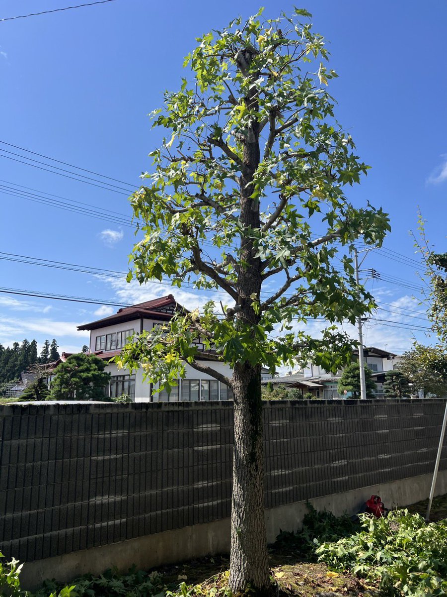 SAITOZOUEN's tweet photo. おはようございます🙂
本日は久しぶりの雨の予報無し☁️
天候に恵まれず、お客様にはお待ちいただいて申し訳ありません🙇‍♂️
#モミジバフウ剪定 https://t.co/V7ewd83KMO