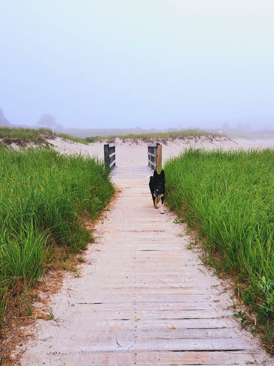 LouisaCowick's tweet photo. Foggy morning sunrise at the beach? Don’t mind if we do. https://t.co/RERQU6GzOS