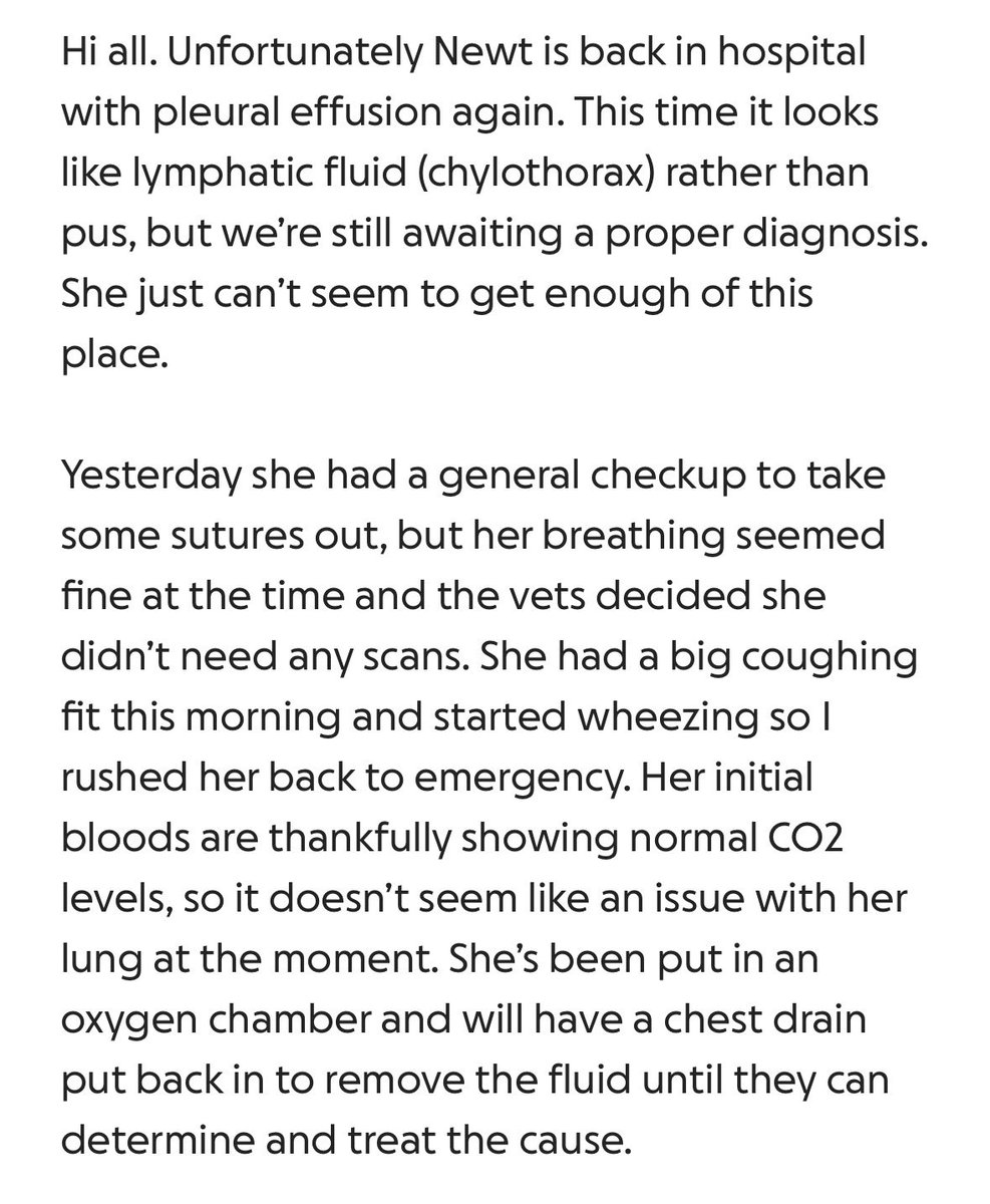 yourlittelboy's tweet photo. newt is back in hospital :(

we desperately need more donations so please continue to share and donate if you have the means..

https://t.co/a21KKaqUyg https://t.co/I54VB5mlHc
