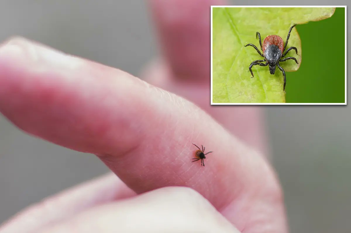 TheDailyCPEC's tweet photo. 🚨BREAKING: Chinese researchers identifies previously unknown tick-borne virus behind flu-like symptoms. https://t.co/WsNldZZBrr