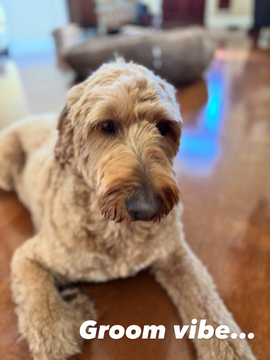 CandyBoyntsx's tweet photo. Freshly groomed, zero energy. https://t.co/khfwLDHnTb