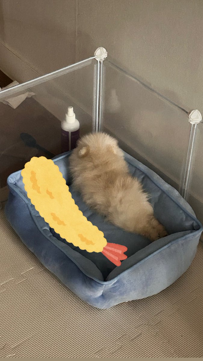 kkakkpotato's tweet photo. 하요님 질투나서 안 만들래요 https://t.co/ZK8IhfALvc