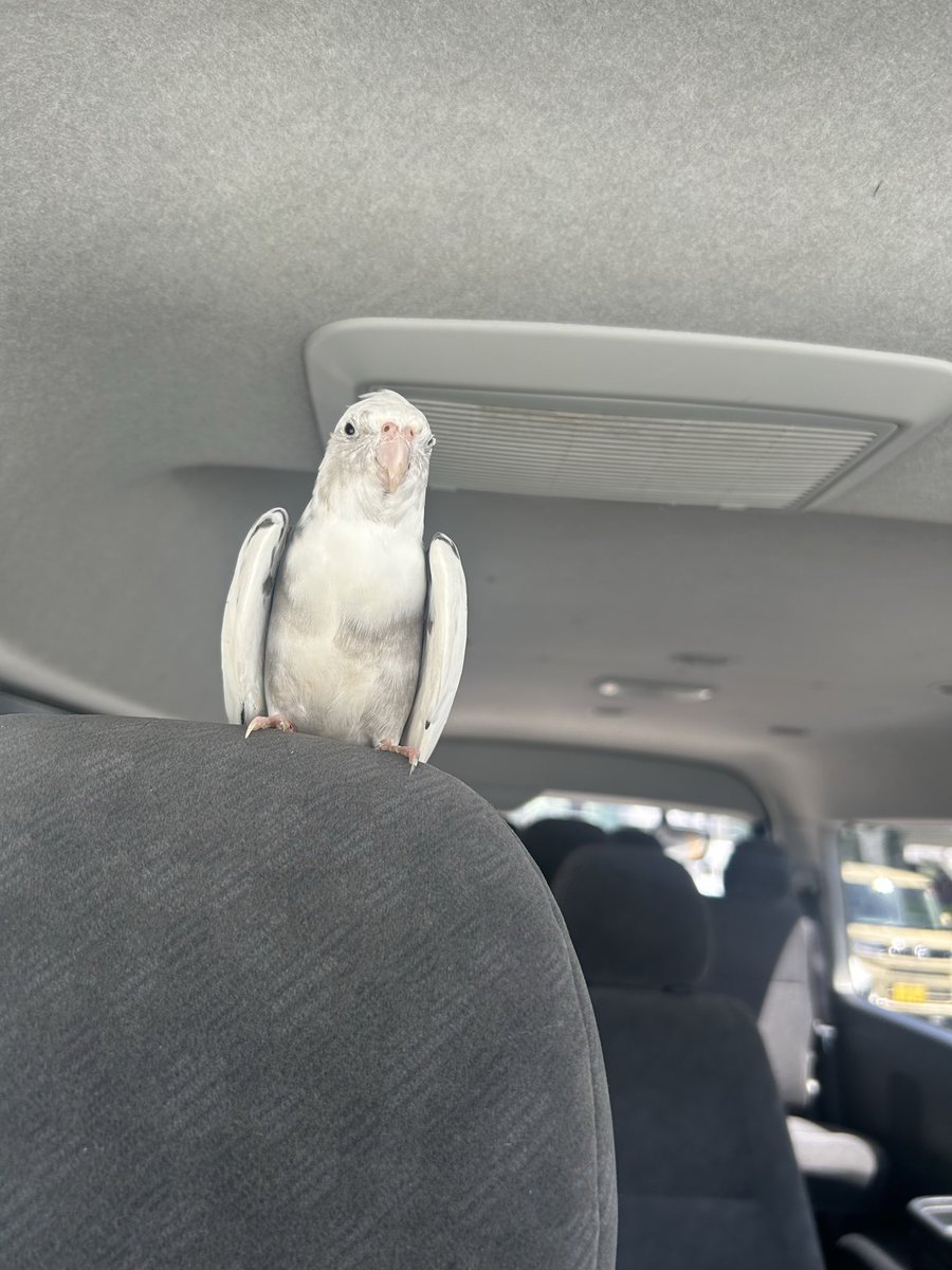 tomsoya098's tweet photo. 園で人懐っこい鳥保護した。警察署に届けに行く車中で籠から飛び出して友達になったようだ

鳥嫌いなんだけど🦜 https://t.co/uc4o4QG4Kf