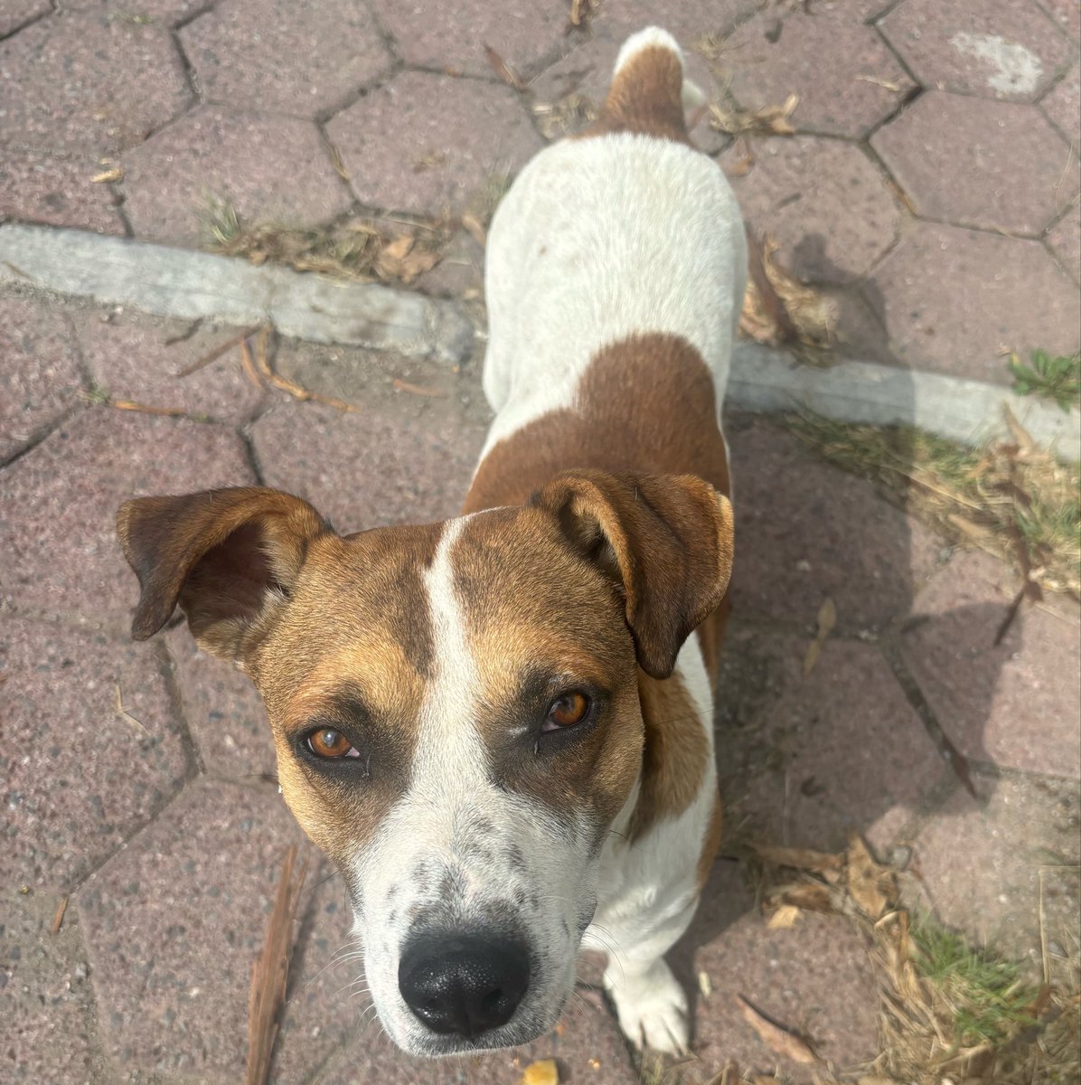 stephhceron's tweet photo. Bonitos perritos que confiaron en mí https://t.co/N0NEfegvH9
