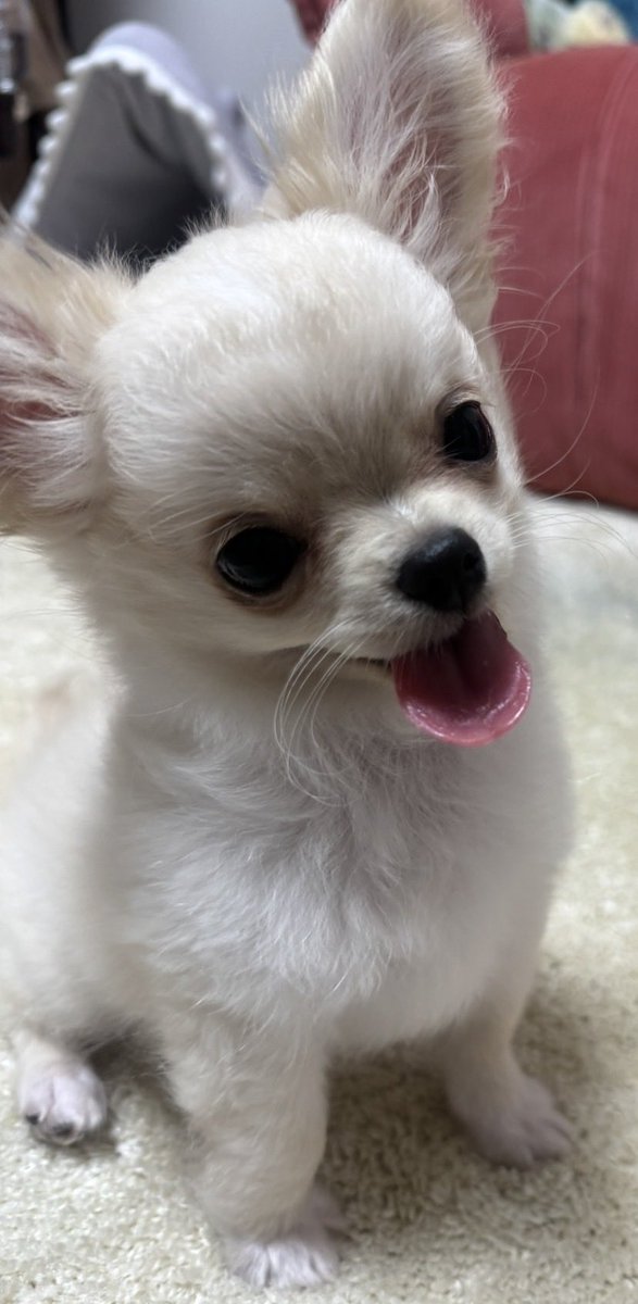 azu_nikke's tweet photo. 仕事で嫌なことあると見ちゃう🐶
あぁ…可愛いなー
#チワワ https://t.co/bue9Fe0itO