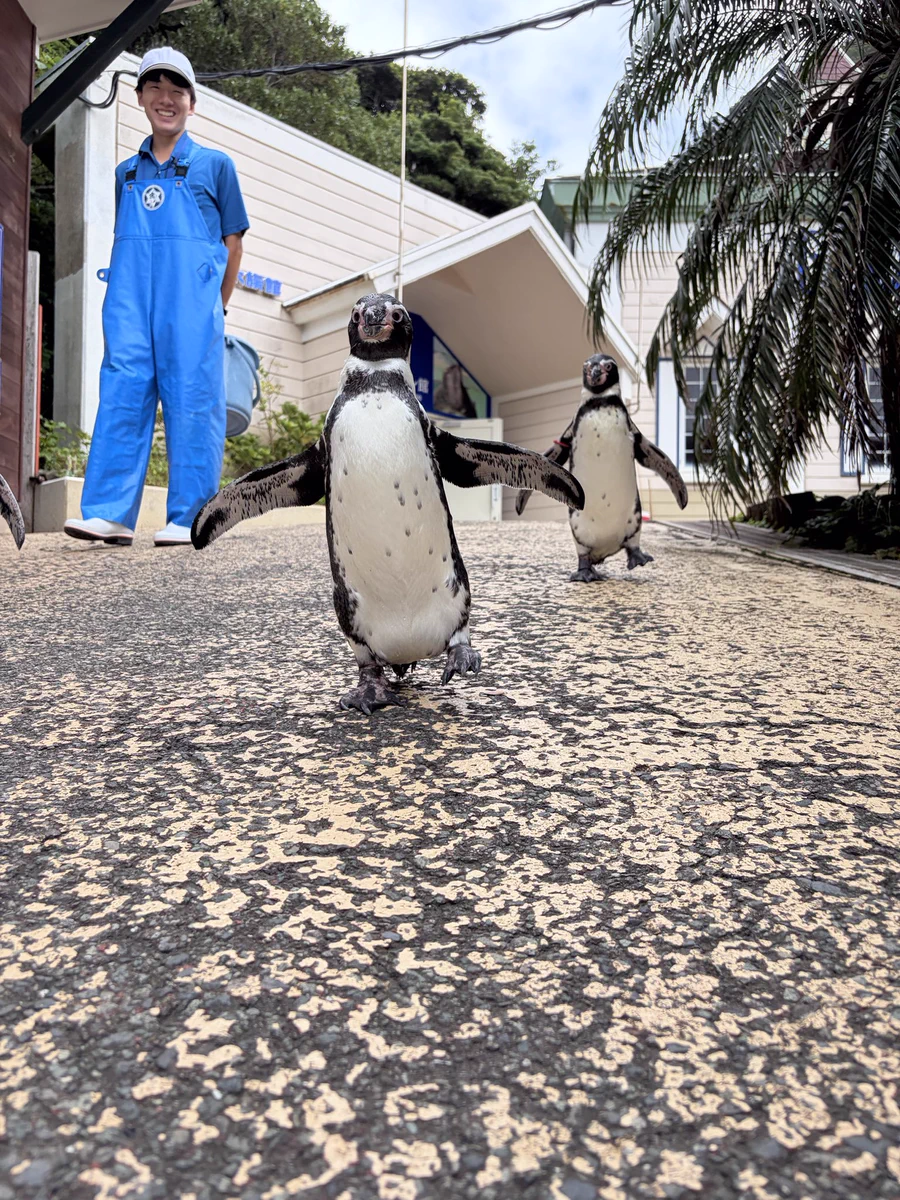 ペンギン急便　フルパラ 下田海中水族館 on X: 