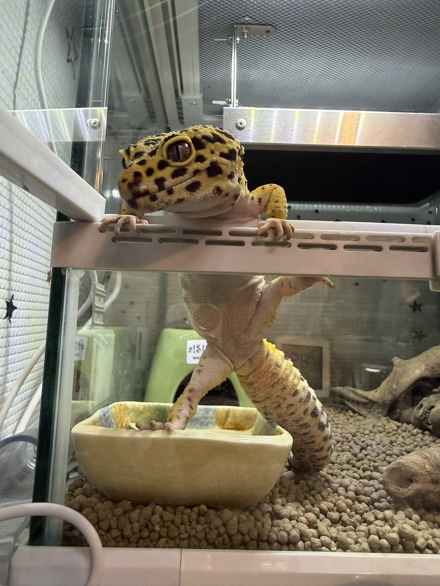 tetote_animal's tweet photo. ほんとに君は毎日がご飯の日だと思ってる😑 https://t.co/wXvVNOxly6