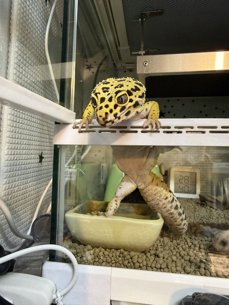 tetote_animal's tweet photo. ほんとに君は毎日がご飯の日だと思ってる😑 https://t.co/wXvVNOxly6