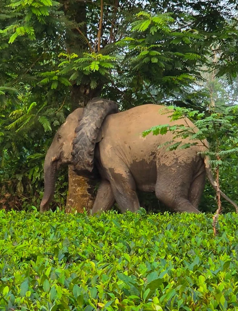 Mrinal_MLA's tweet photo. #SOS #AssamForest
  মৰঙীৰ বকিয়ালত বিচৰণ কৰি থকা বন্যহস্তীৰ ডিঙিত প্ৰকাণ্ড টায়াৰ সোমাই পৰাত আতংকিত হৈ ঘুৰি ফুৰিছে । বনবিভাগৰ সৈতে বন্যহস্তীটোৰ ডিঙিৰ পৰা টায়াৰটো সুকলমে উলিওৱাৰ ব্যৱস্থা কৰিবলৈ কথা পাতিছো । ৰাইজক বন্যহস্তীটোৰ ওচৰে-পাজৰে হৈ চৈ কৰি আতংকিত নকৰিবলৈ আহ্বান জনাইছোঁ । https://t.co/voA08yOeG1