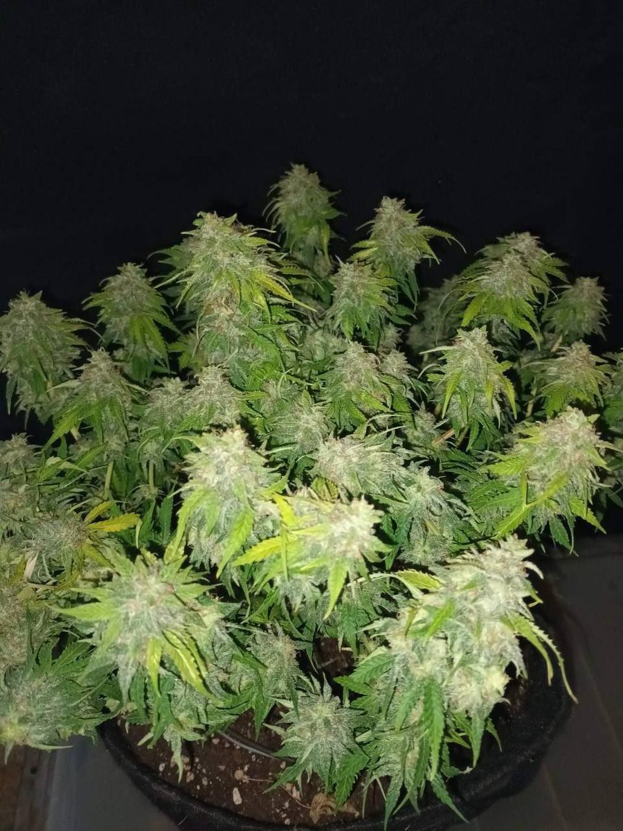 popeyeseed's tweet photo. Rainbow Donut Auto

この品種は、非常に幅広いテルペンと最大 29% の THC 含有量が互いに美しく補完し合い、長く続く忘れられない体験を保証します。
わずかにサティバが優勢なため、すぐに効果が現れます。
香りは、甘いフルーツと独特のクッキーの風味が見事なフルーティーなブレンド https://t.co/Wh8HFzwQar