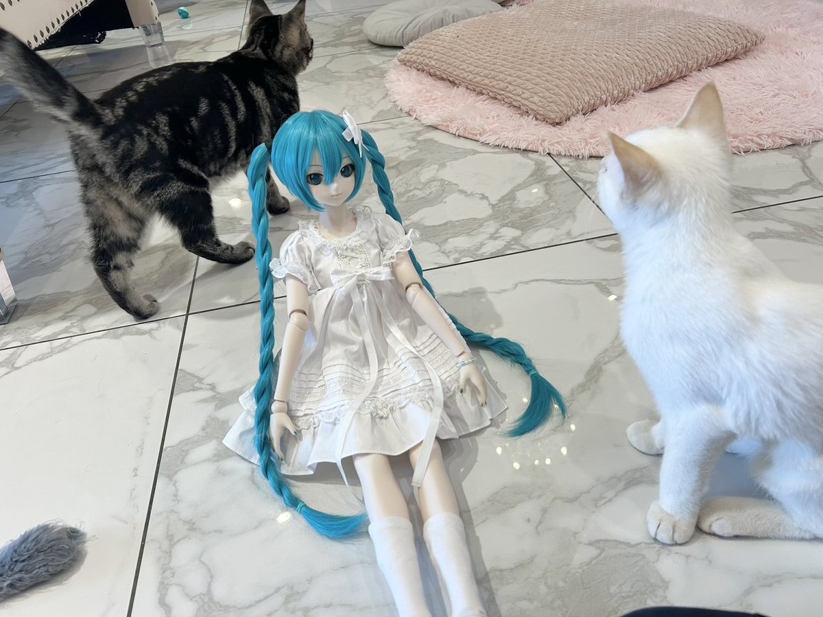 shironemii's tweet photo. kitties !
#DDMiku https://t.co/BN3hMoTtXK