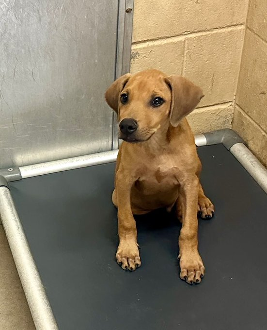 HeikeE25175's tweet photo. ���RESYNCERS/ORGANIZATIONS NEED PLEDGES! Please drop your financial pledges below to lure a 501c3 rescue to pull this puppy from Amarillo before it's too late! Please check the original post on X to find all networkers. 😭🏡 SOS! #RidgebacksOfTwitter #UrgentFoster #Pledge4Rescue https://t.co/bi4NfujObq