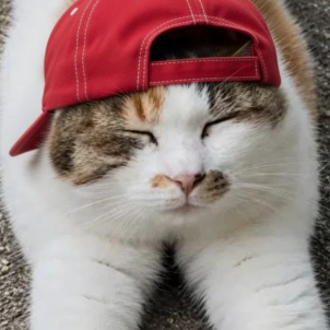 BrianTheCatHOOD's tweet photo. youre never cryin with brian

in the hood you know? https://t.co/vU1P57lbN0