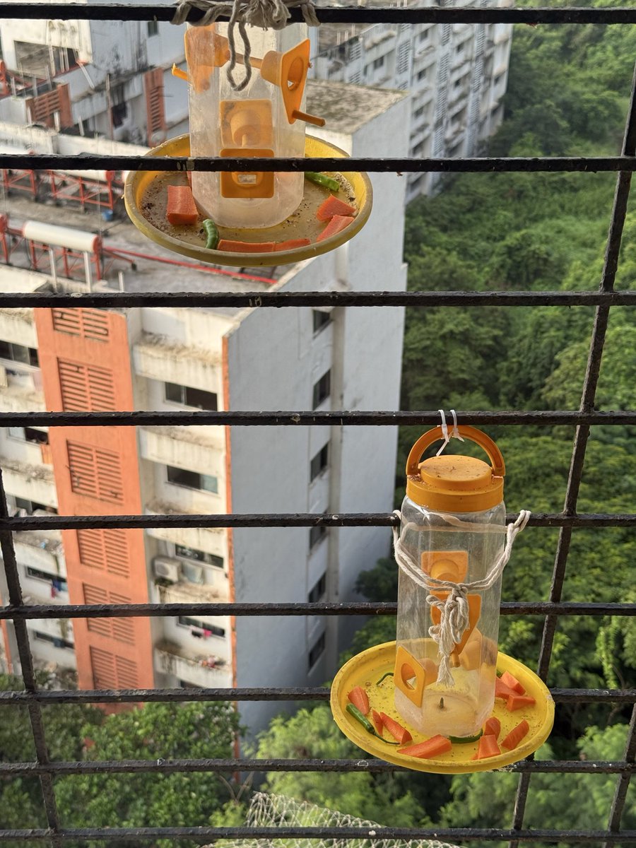 PPrema28's tweet photo. Yday thought of giving the parakeets a healthy diet. Kept a few pieces of carrots and chillies. They refused to eat them. One of them tasted it and spat it out. So now back to groundnuts and sunflower seeds 

@IndiAves 
#Indiaves
#BirdsSeenIn2026
#ShotoniPhone16Pro https://t.co/j1s8dMbVQD