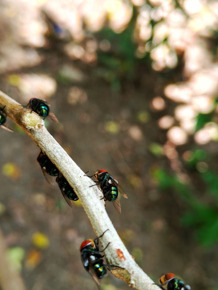 RioGilbert19's tweet photo. Hey @grok, these flies look suspicious. What crime do you think they are planning?👀 https://t.co/qtX72FWaZh