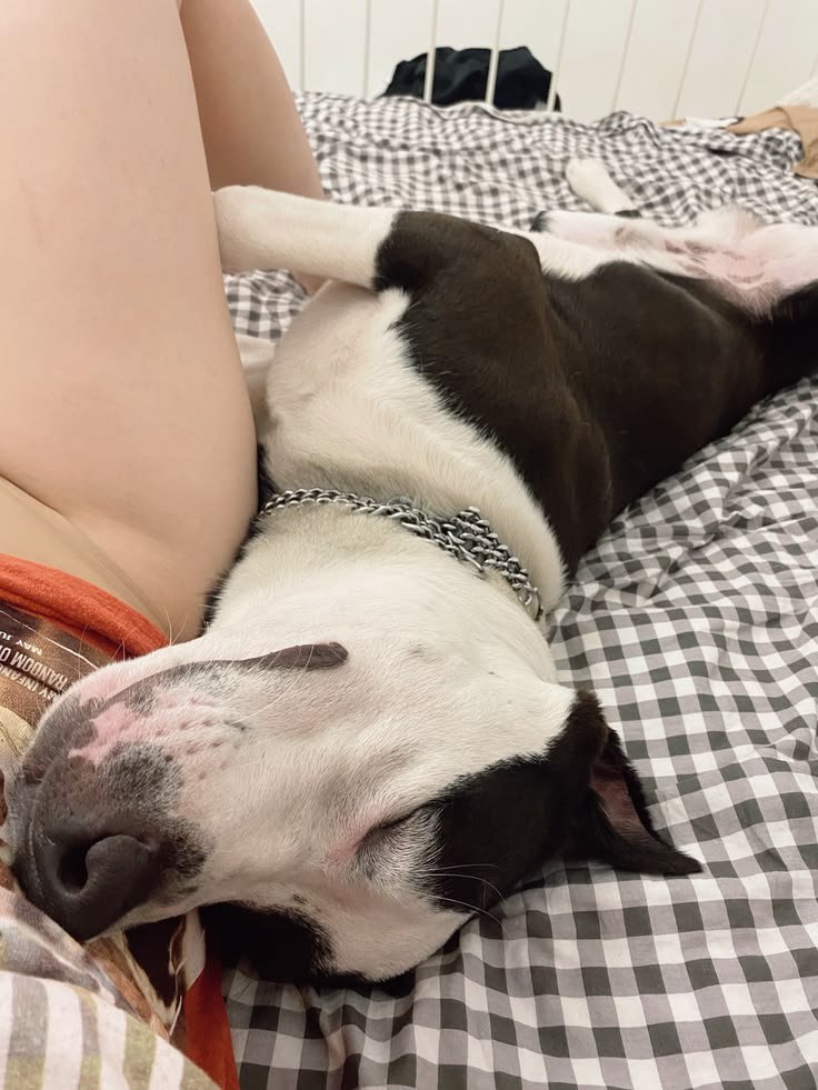 Emmanuellaodes's tweet photo. My new dogknotting videos 
Is available 🫣🤪 Dm 👇👇

https://t.co/Bpktlr2fYD

#dogs #K9 #USA #Zoocontent https://t.co/yR3TesvDCq