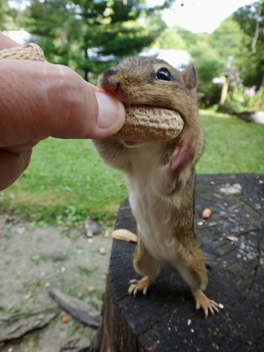 602Shaffer's tweet photo. Oh goodie! Treats! #joy #treats #squirrels #chipmunks #nature https://t.co/LUo965j7lg