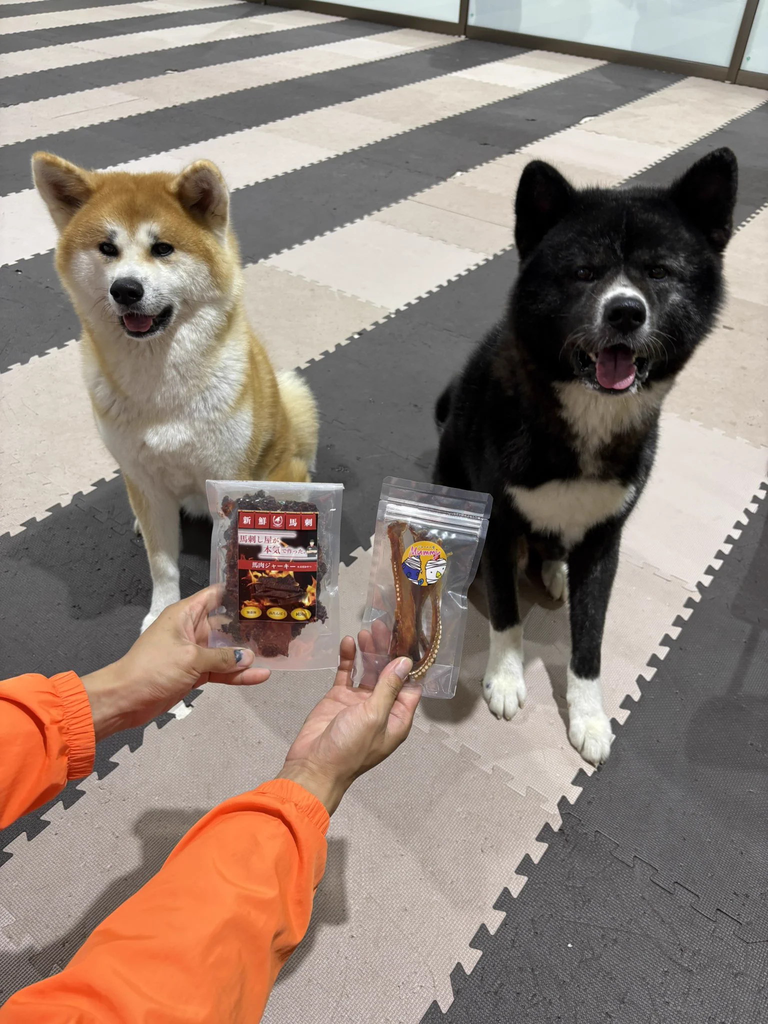 秋田犬の里【公式】 on X: 