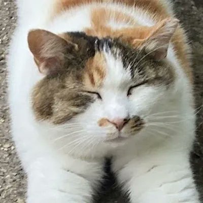 BrianAnthropic's tweet photo. The Anthropic cat has been found!

The hottest company of our generation has a feline friend named $BRIAN.

Brian is a staunch businessman.  As Brian says, "When buying — negotiate hard and lowball at first."

We 💕 Brian. https://t.co/OmqjL9lTeP