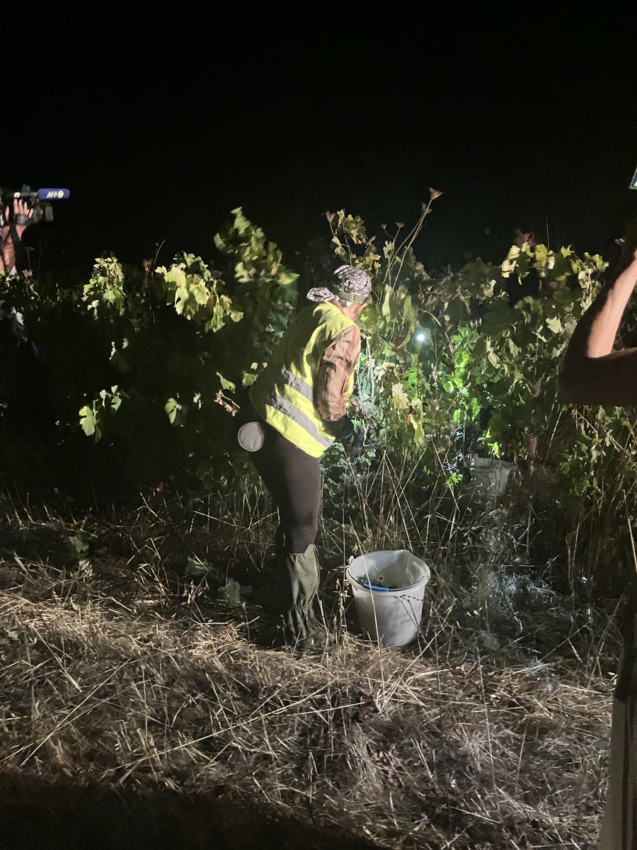 levifernandes's tweet photo. 🇵🇹 🍇 Portugal harvests grapes at night to beat the heat

Face à la chaleur, les vendanges de nuit gagnent du terrain dans le sud du Portugal

➡️Reportage AFP at Estremoz (south)

https://t.co/FqG6wUW0mk

#vendanges #portugal https://t.co/zfN3BG9dKJ