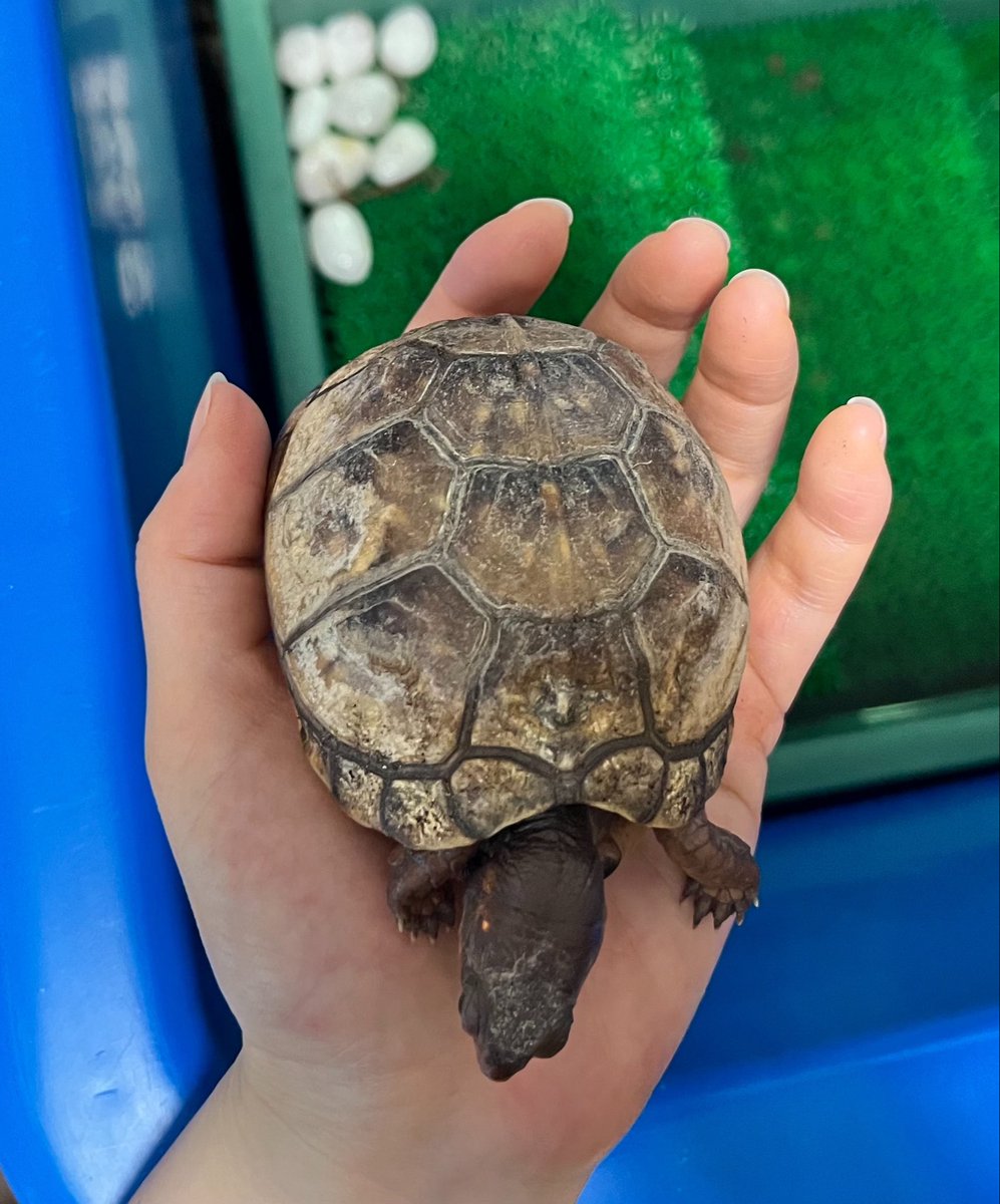 boxturtle_sj's tweet photo. 家に来た時から甲羅が少し白化していて、薬を塗らなくなるとまた白くなってきてなかなか完治しない💦

薬を塗るとすごい嫌がるし、塗らない日は私の手の上でリラックスしてくれる😭　
治したい気持ちと、嫌われたくない気持ちの戦い！悩ましい…
こんなに可愛いのによ🥹
#ミツユビハコガメ　#亀 https://t.co/G0Mr6amJhM