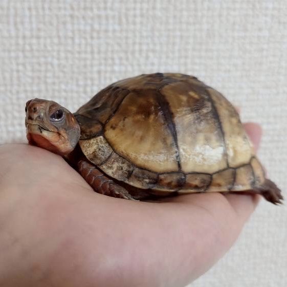 boxturtle_sj's tweet photo. 家に来た時から甲羅が少し白化していて、薬を塗らなくなるとまた白くなってきてなかなか完治しない💦

薬を塗るとすごい嫌がるし、塗らない日は私の手の上でリラックスしてくれる😭　
治したい気持ちと、嫌われたくない気持ちの戦い！悩ましい…
こんなに可愛いのによ🥹
#ミツユビハコガメ　#亀 https://t.co/G0Mr6amJhM