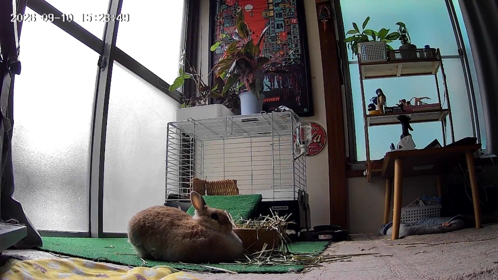 ゴンちゃん on X: 