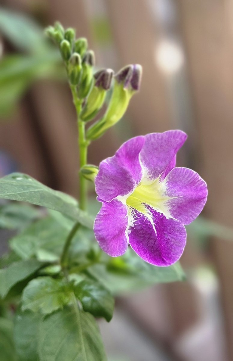 Indus4valley's tweet photo. Flower vibes!! #myclick https://t.co/Y3y42wfmqP