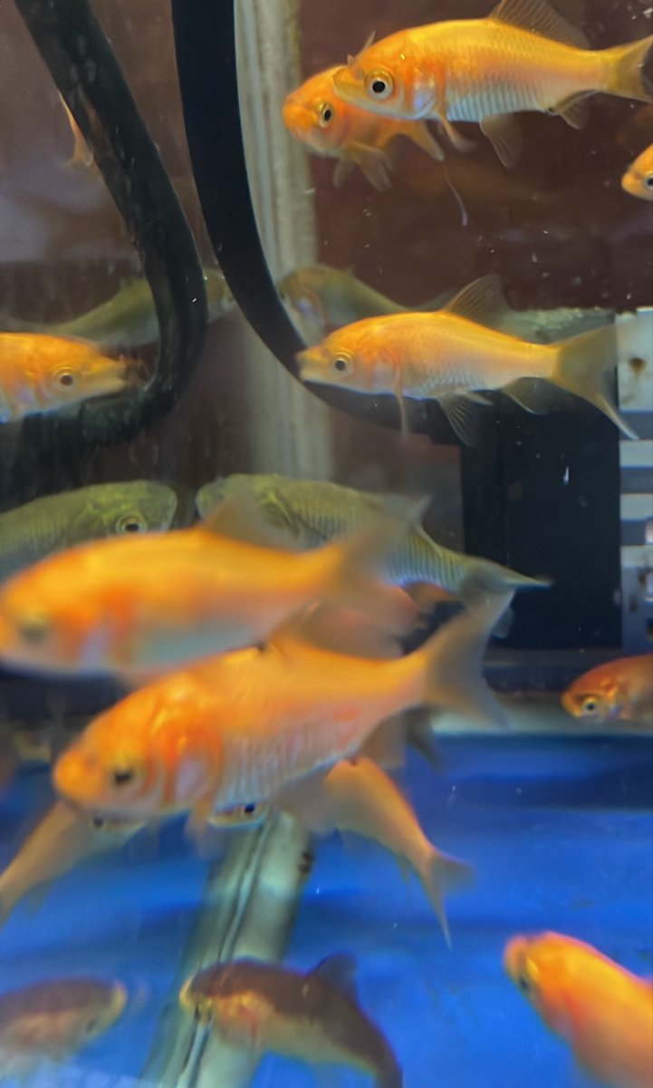 sakananooasis23's tweet photo. 9/10新入荷
生き餌
・コオロギSSS
金魚
・小赤
メダカ
・黒メダカ
・白メダカ
・幹之メダカ
#さかなのオアシス
#植物
#アクアリウム
#熱帯魚
#大阪市港区 https://t.co/thAU7aMDJX