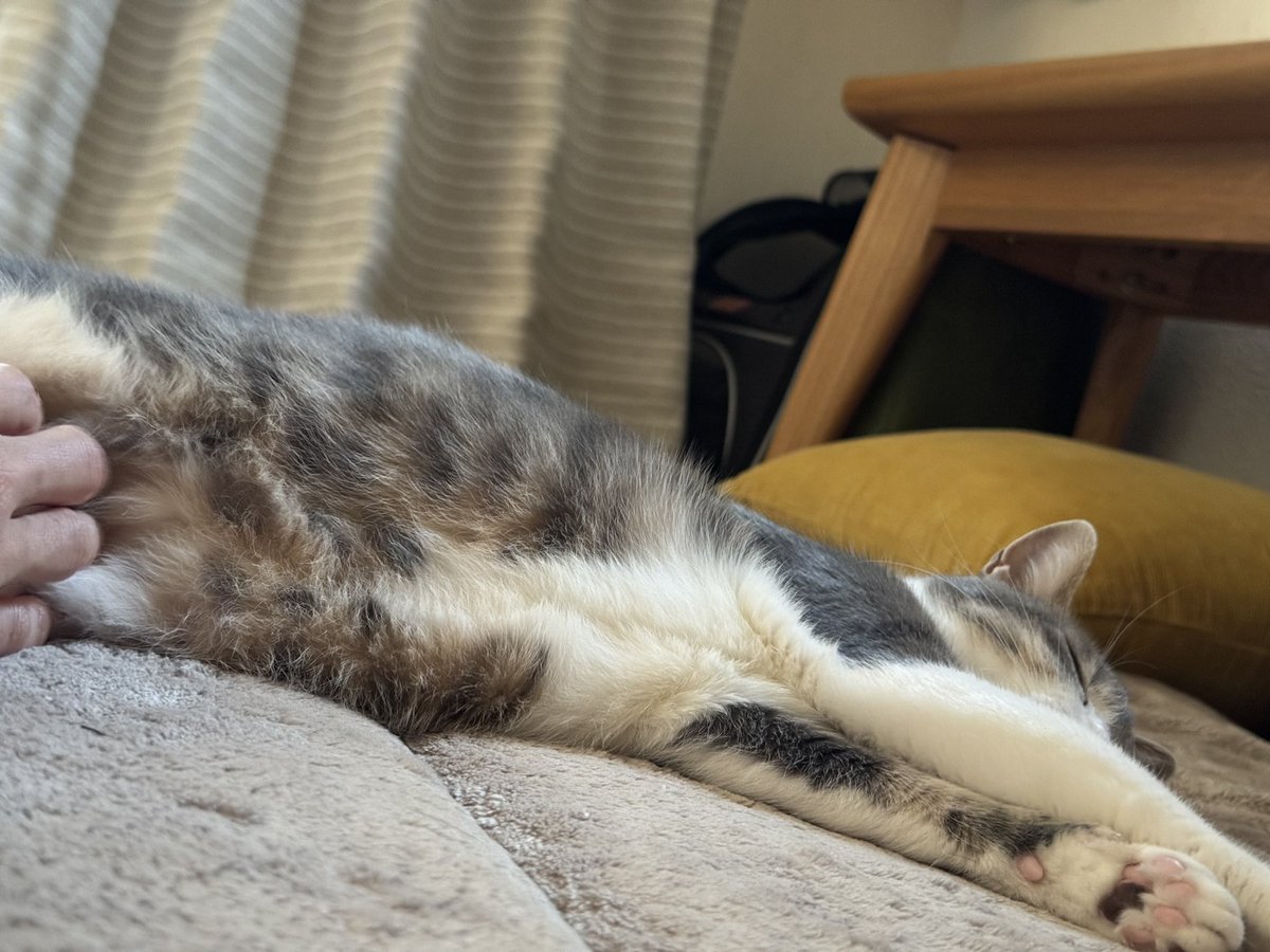 Saku9Merablog's tweet photo. 連休中はメラちゃんのお腹をむにゅむにゅさせて過ごしました💕
気持ちいいぃ🥴
#猫 #猫好きさんと繋がりたい #猫のいるくらし #癒し #cat #animal #funny https://t.co/BGPDxd9tLR