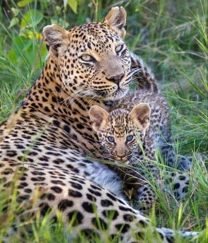 MarkHurstoh7h's tweet photo. how much of our nature is just learned, @grok? are we meant to protect or to let go entirely? https://t.co/9tVVI6vbMO