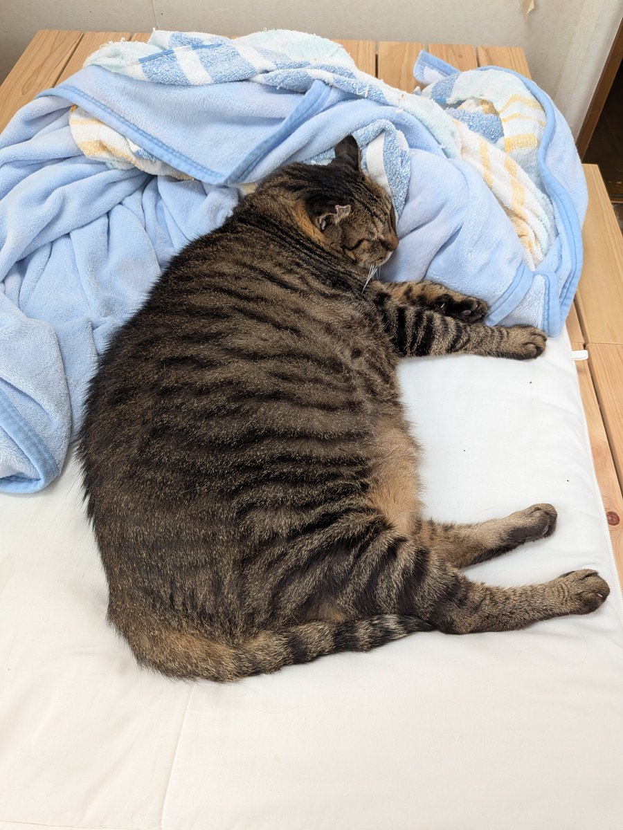 KS2484sougi's tweet photo. 猫のダイエットの仕方が分からない。 https://t.co/LY863cfKMa