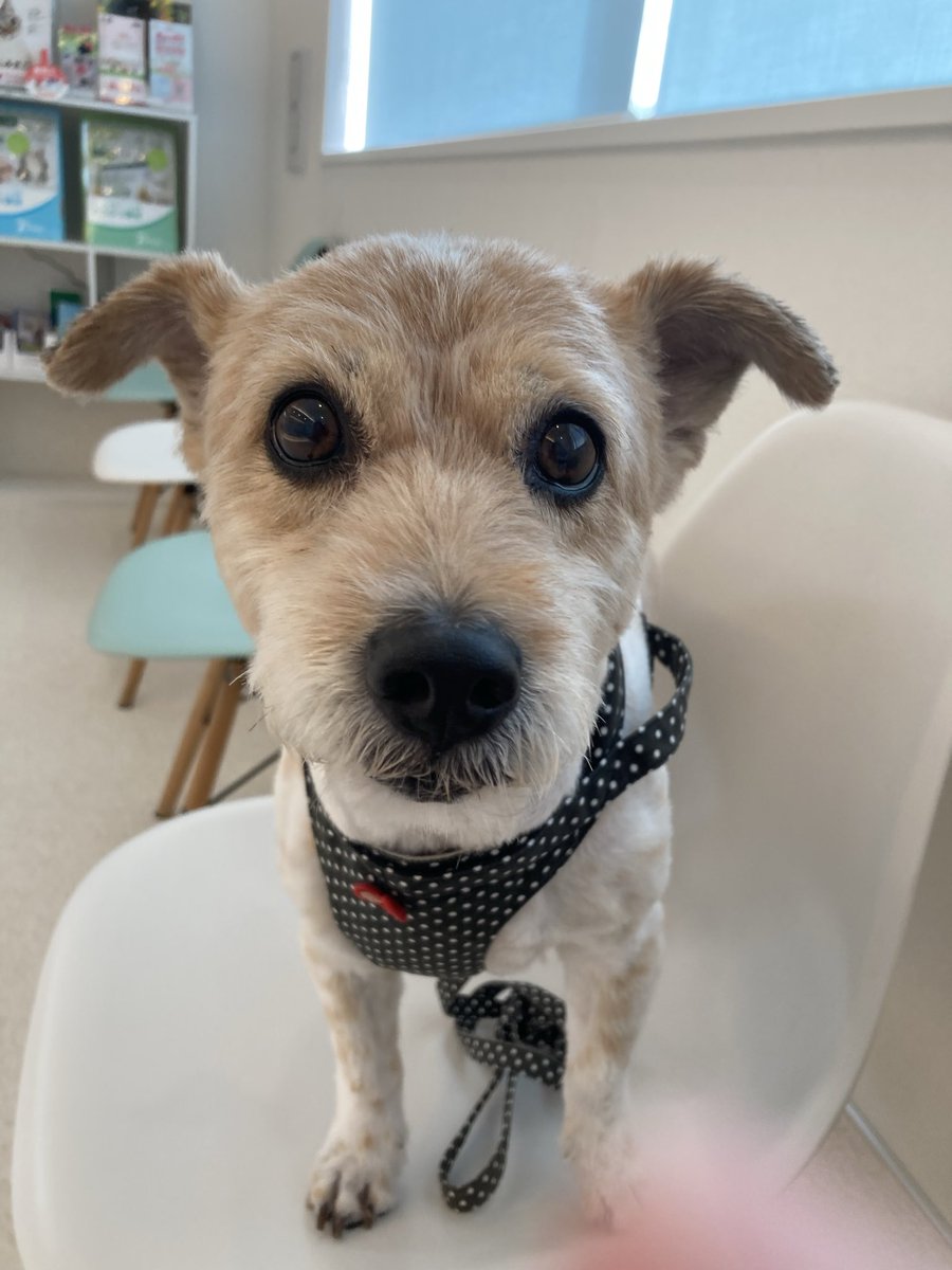 ponple_57's tweet photo. #犬 #いぬ #イヌ #わんこ #ワンコ
#犬のいる幸せ #犬のいる生活
#犬のいる暮らし
#犬好きさんと繋がりたい #ポム

#動物病院
ワクチン注射💉薬の処方

一瞬、クラっと気が遠くなる支払いをし
ご帰宅🤣

猫のノミダニ薬
食べるタイプが出るってー！！
嬉しい🙌

でも
今月はまだ付けるタイプで苦戦だ😮‍💨 https://t.co/tMlWnCxcis