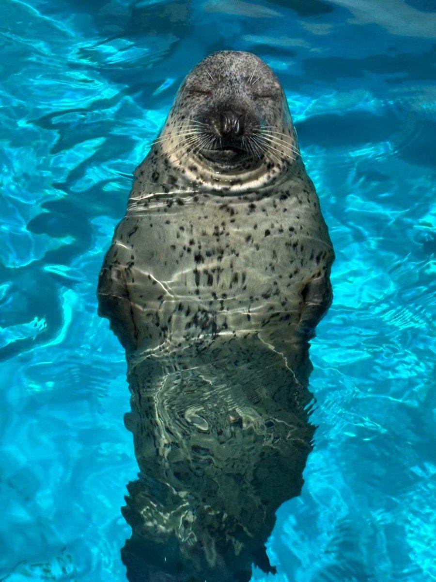 kinboshi_inc's tweet photo. 東京本社のTさんから、秋田県の男鹿水族館に行った時の写真をいただきました📸
シロクマは暑そうですがアザラシは涼しげですね🐻❄️🦭☀️
景色もとても綺麗で、楽しい旅行になったそうです☺️
#金星
#KINBOSHI
#SECURITY
#警備
#制服
#ピュアット
#GULAS
#Quanta
#秋田県
#男鹿水族館 https://t.co/73DSOoi4if