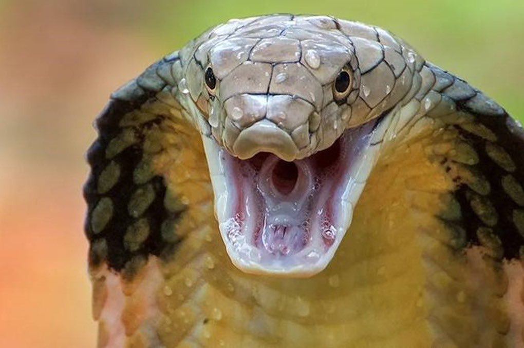 muaibid's tweet photo. ماهو مصطلح تأثير الكوبرا (Cobra Effect) 

أصل التسمية والقصة تعود التسمية إلى فترة الاستعمار البريطاني في الهند أرادت السلطات البريطانية في مدينة دلهي التقليل من أعداد أفعى الكوبرا السامة

#صقر_العرب #الخميس_الونيس https://t.co/9GECsHqoKo