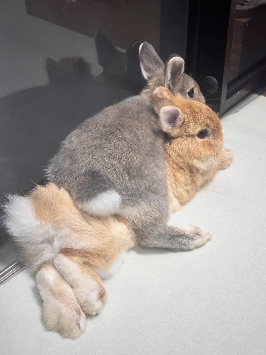 Why you should have a rabbit on X / X