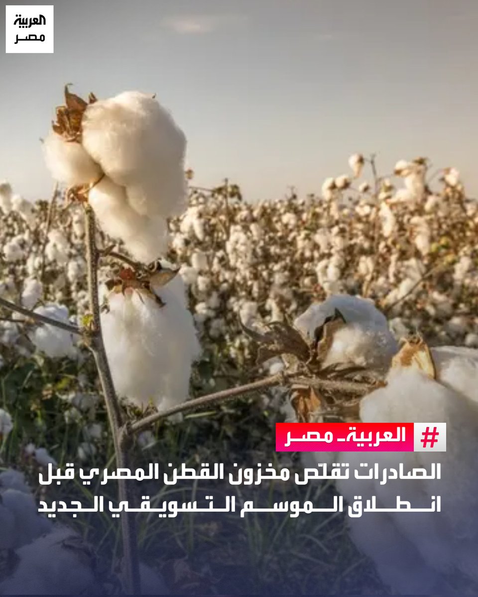 AlArabiya_EGY's tweet photo. الصادرات تقلّص مخزون القطن المصري قبل انطلاق الموسم التسويقي الجديد
#العربية_مصر

🔴 انخفض مخزون القطن المتاح في مصر مع بداية الموسم التسويقي الجديد 2026-2027 إلى نحو 96 ألف طن، مقارنة بنحو 107 آلاف طن في بداية الموسم التسويقي الأخير، بتراجع يقارب 10%، وفق البيانات التقديرية الأولية لوزارة الزراعة المصرية، والتي اطلعت عليها "العربية Business".
 
🔴 وخلال الموسم الأخير، المنتهي في أغسطس الماضي، بلغت صادرات القطن المصري نحو 65 ألف طن، استحوذت الهند على نحو 60% منها، بينما حصلت الصين على 22% منها، ثم باكستان في المرتبة الثالثة بنسبة 10% تقريباً.

🔴 وقال مصدر بوزارة الزراعة، في تصريحات خاصة، إن المغازل المحلية تسلمت نحو 16 ألف طن من المعروض خلال الموسم التسويقي الماضي، لتستحوذ الصادرات والاستهلاك المحلي على أكثر من 81 ألف طن من إجمالي المعروض الذي كان متاحاً خلال الموسم، والبالغ نحو 107 آلاف طن.

🔴 أوضح المصدر، أن الرصيد المرحّل إلى الموسم الجديد الذي انطلق مطلع سبتمبر الجاري، يصل إلى 25 ألف طن تقريباً، ومع إضافة إنتاج الموسم الجديد المقدر بنحو 71 ألف طن، سيصل إجمالي المعروض حتى أغسطس المقبل إلى نحو 96 ألف طن.