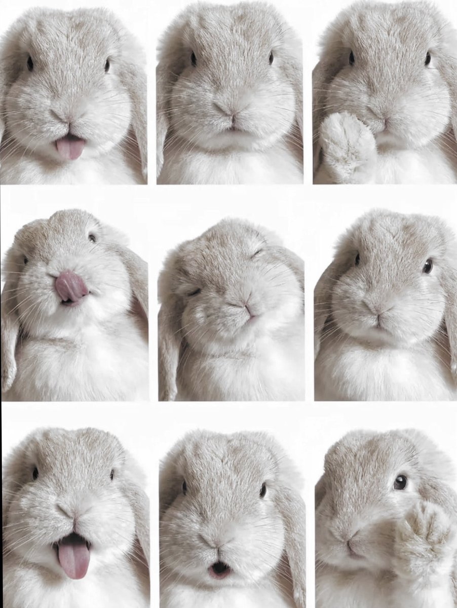 revannage's tweet photo. 🐰ྀི —— https://t.co/PopAIl3Ijj