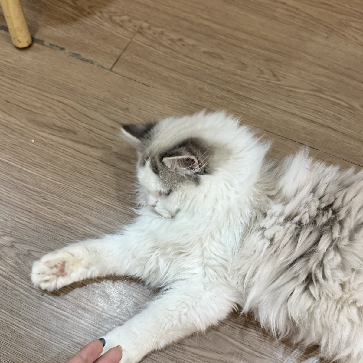 Zayne7X7's tweet photo. 喵喵喵 https://t.co/RcMIEpgeuI