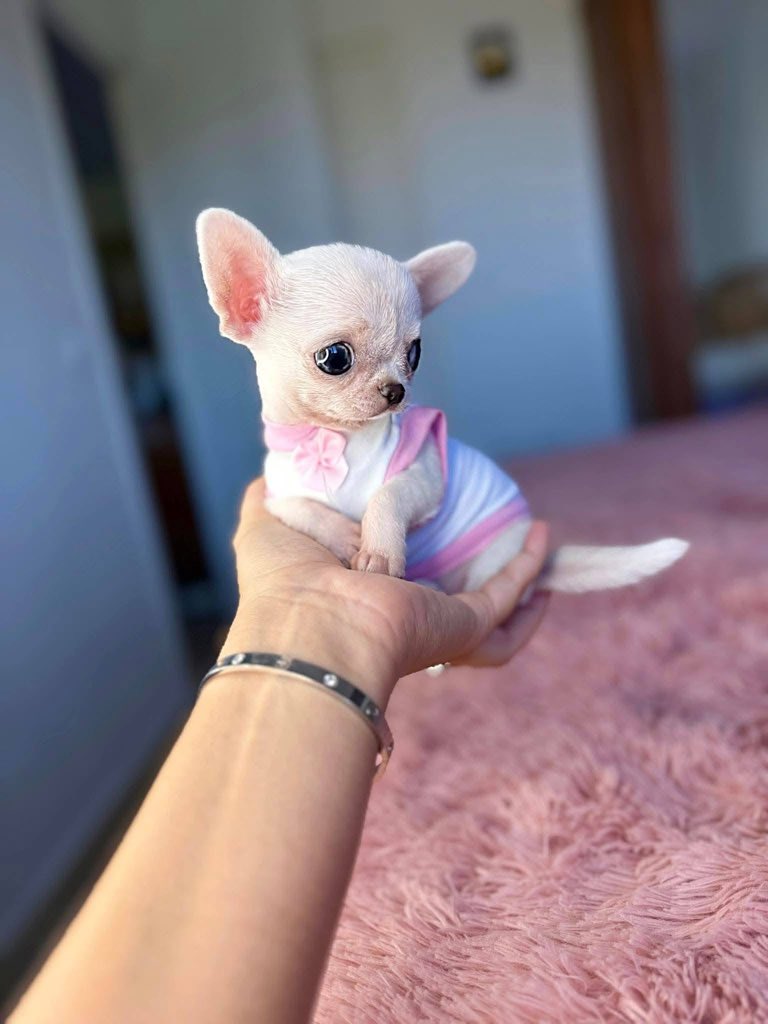 AdorableCh2kox's tweet photo. 🚨Available for adoption now 🥰 https://t.co/uHaRbDW5bM