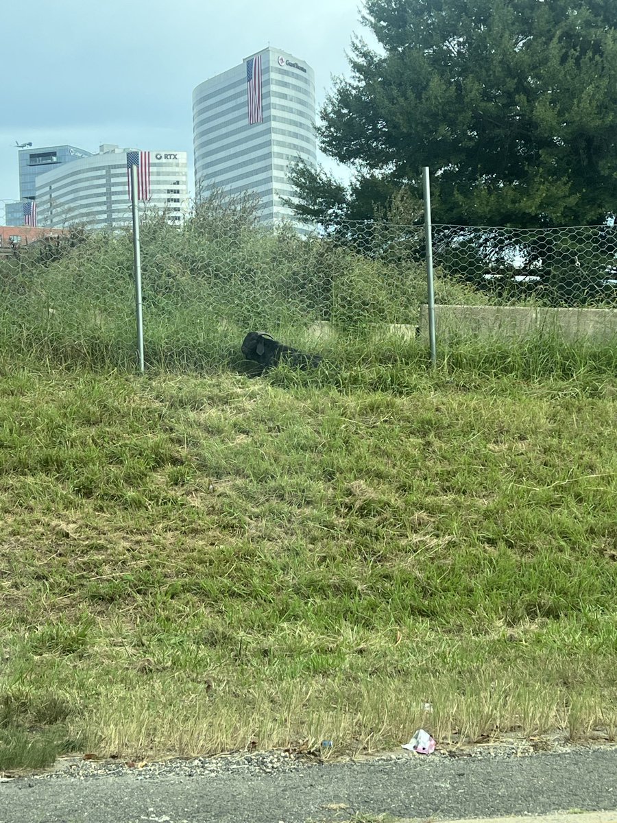 CGatz12's tweet photo. @ArlingtonVA did you all lose one of your goats? https://t.co/KCzuwSNwK5