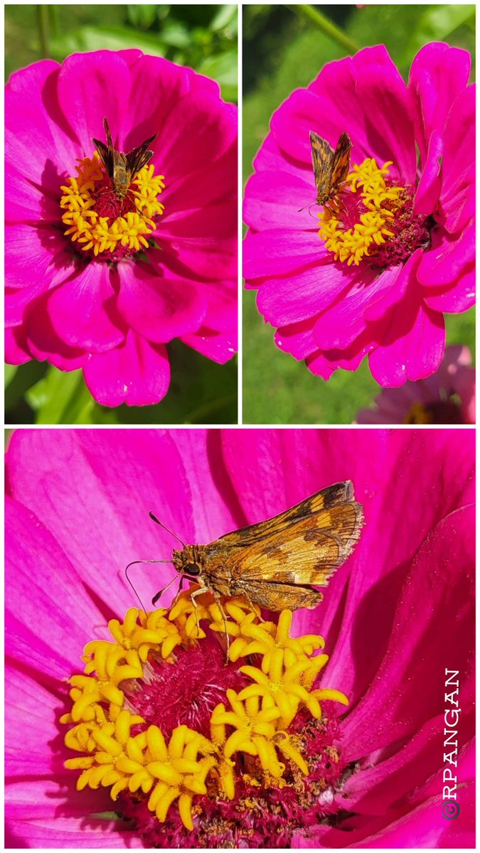 peREMnial's tweet photo. The zinnias are blooming and the skippers are visiting. ๐ซถ๐
#InsectThursday
#MyGarden
#skipper
#zinnias
#pollinators
#flowers
#gardenshour
๐ธAug. 25, 2026 https://t.co/1AafridKgd
