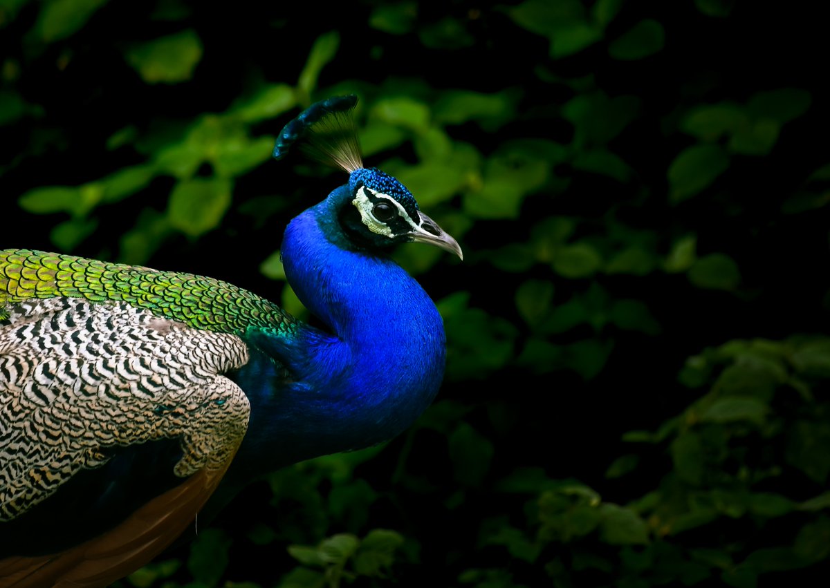 bownaankamal's tweet photo. Indian Peafowl, no matter how many times you see one, you still stop and look.

Photo by @BlackRockLionX Aka @BownaanKamal

A Click with Nikon
.
.
💙 Jhalana | India
.
.
#IndianPeafowl #BirdsOfIndia #NaturePhotography #IndianWildlife #WildIndia https://t.co/zKlSzlbxzX