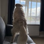 Photo by Barney (@RetrieverBarney)
