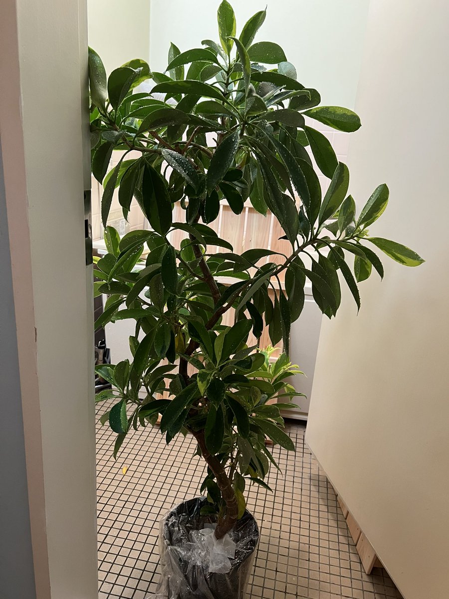 DelPiero_YH's tweet photo. 鍼灸院の植物の手入れだけで
1時間かかる。みんな元気で嬉しい。
植物から学ぶことは多い。 https://t.co/kMsdwLoubx