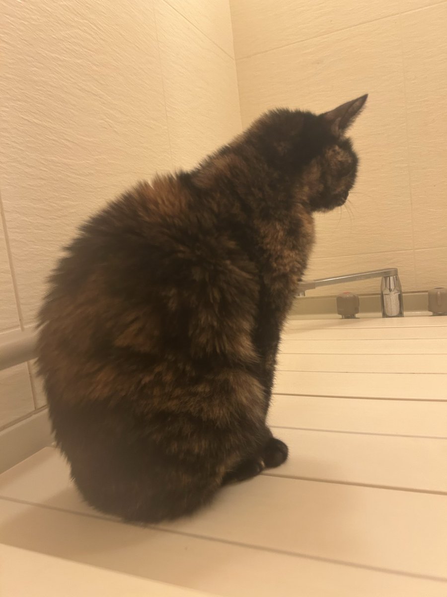 ta1rou2ma3ru's tweet photo. 今日のきくちゃん
久しぶりに一緒にお風呂。猫背です、猫だから。
今日もご飯はあまり食べないのに水菜はよく食べてくれました。いやもっとカロリーあるもん食べて！
 #猫のいる暮らし  #サビ猫 https://t.co/gqHNgl0v3E