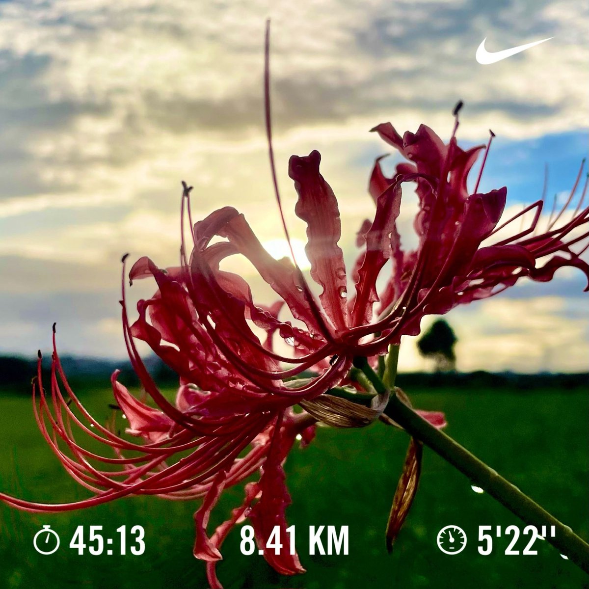 gts_GUTS's tweet photo. 秋晴れずラン。
昨日(ちょい晴れ）
8.41km 0:45:13〜Rope (重）3,526  00:35:15＋ケトルベル４セット
今日（降り気味）
8.51km 0:46:35〜Rope (重）2,645 00:25:13＋ケトルベル6セット
８Kがデフォルトになりつつあるな。。。彼岸花が満開になったら戻したい。
今週末は台湾か。
#縄跳び
#ランニング https://t.co/jedwOl5gvc