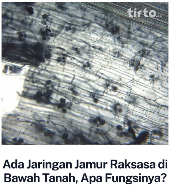 TirtoID's tweet photo. Ada sebuah jaringan raksasa di bawah tanah tempat kita semua berpijak. Saking besarnya, panjang jaringan ini diperkirakan mencapai sepuluh persen dari panjang Galaksi Bima Sakti. Dan jaringan ini dibentuk oleh makhluk unik bernama jamur. https://t.co/LFhGhsDpcL